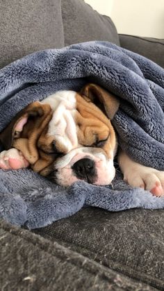 a brown and white dog laying on top of a gray couch under a blue blanket