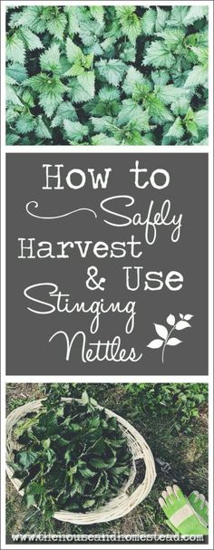 how to safely harvest and use using nettles in the garden with text overlay