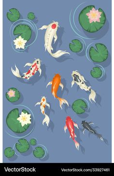 koi fish swimming in the pond with lily pads