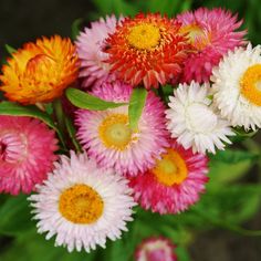 a bunch of flowers that are sitting in the grass