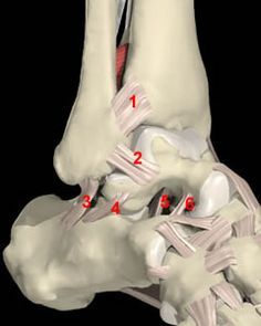 Talocalcaneous !! Ankle ligaments Ankle Anatomy, Medical Items, Foot Anatomy, Cupping Massage, Foot Exercises, Sports Therapy, Ankle Pain, Human Body Anatomy, Icd 10