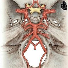 this is an image of a diagram of the back of a person's neck