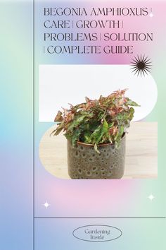 a brochure with a potted plant in it and the words, begonna amphioxis care / growth problems solution complete guide