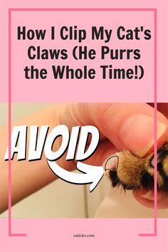 a person holding a small animal in their hand with the caption how i clip my cat's claws she purrs the whole time