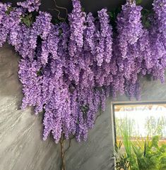 purple flowers growing on the side of a wall next to a mirror and potted plant