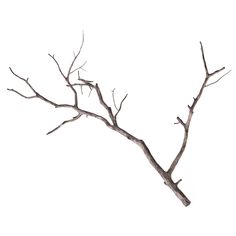 a bare tree branch with no leaves on it