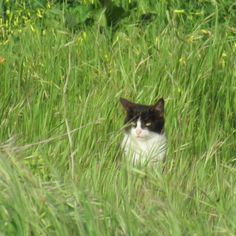 a black and white cat sitting in tall grass