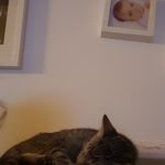 a cat laying on top of a bed next to a wall with pictures above it