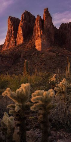 the desert is full of cacti and cactus plants