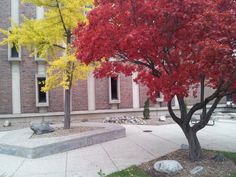 two trees in front of a building with red and yellow leaves on the tree's branches