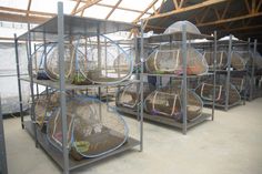 several cages filled with birds inside of a building