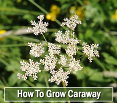 white flowers with the words how to grow caraway in front of green grass and yellow wildflowers