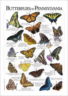 the butterflies of pennsylvania are shown in this poster