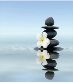 two white flowers sitting on top of some black rocks in the middle of calm water