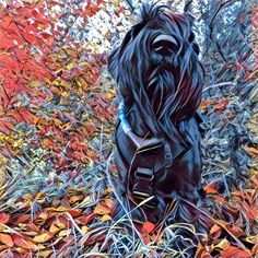 a black dog sitting in the middle of some grass and trees with red leaves on it