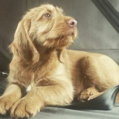 a brown dog laying on top of a black bag