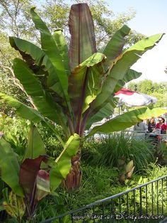 a large plant with lots of green leaves in the middle of some grass and trees