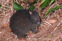 a small rodent sitting on the ground next to some grass and plants with leaves around it