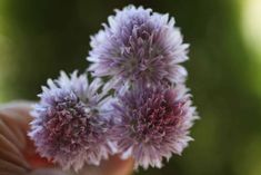 two purple flowers are being held in someone's hand