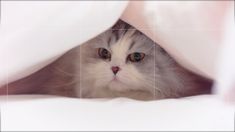 a grey and white cat peeking out from under the covers