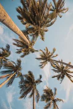 palm trees blowing in the wind on a sunny day