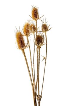 some very pretty dried flowers on a white background