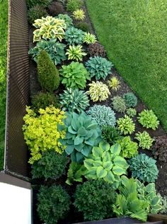 an image of a garden with plants growing out of the ground and on top of it