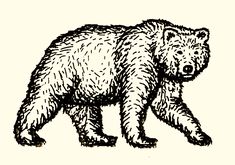 a black and white drawing of a bear