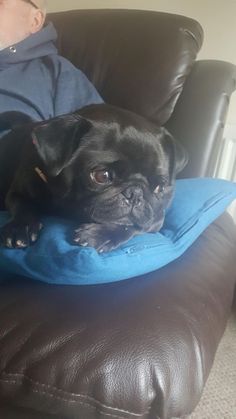 a small black dog laying on top of a blue pillow next to a man sitting in a chair