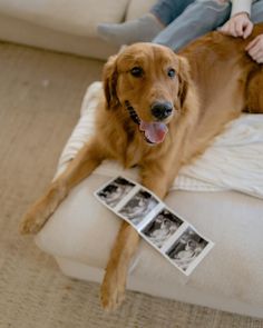 a brown dog laying on top of a white couch next to a persons leg and two photos