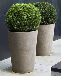 two potted plants sitting on top of a table