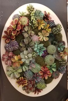 a white plate topped with lots of succulents