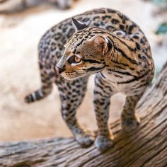 a close up of a cat on a tree branch