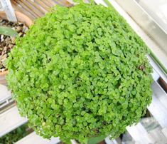 a green plant sitting on top of a wooden bench