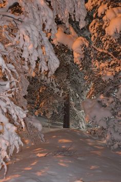 the snowboarder is going down the hill in the woods at night, with trees covered in snow