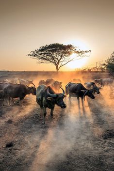 a herd of cattle standing on top of a dirt field