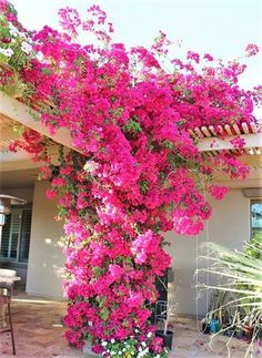 pink flowers growing on the side of a house