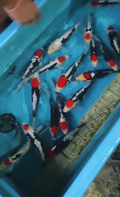 a group of fish swimming in a blue container