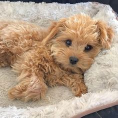 a small brown dog laying on top of a white blanket