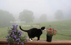 a black and white cat standing next to a potted plant