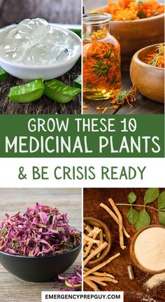 A selection of dried medicinal plants, including aloe vera gel, calendula oil, and other herbs, demonstrating their healing properties and uses for holistic health in times of crisis. Indian Medicinal Plants, Herbs For Seizures, Prepper Garden, Health Boosters, Backyard Homesteading, Emergency Preparedness Food, Medical Herbs, Plant Medicine, Homesteading Skills