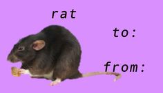 a rat eating a piece of food with the words rat to from