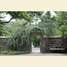 an arch in the middle of a stone wall with trees growing on it and a bench underneath