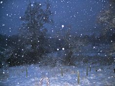 a snow covered field with trees and bushes in the background at night, while it's snowing