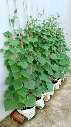 the plants are growing in bags on the ground