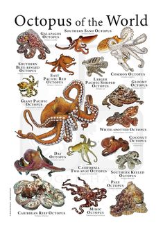 an octopus poster with different types of animals