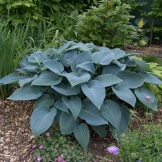 a large blue plant sitting in the middle of a garden