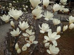 the white flowers are blooming on the tree