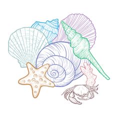 seashells and starfish on a white background stock photo - 958972