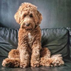 a brown dog sitting on top of a black couch